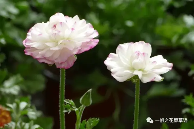 花毛茛，花毛茛<Ranunculus（花毛茛的花语）
