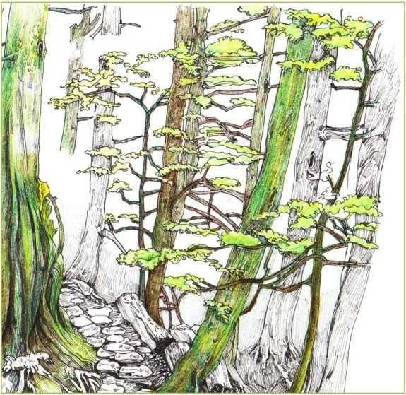 马克笔绘画教程风景画，马克笔绘画教程入门（适合初学者学习的彩铅风景画步骤教程）