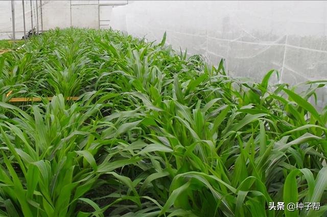 墨西哥玉米草缺点，墨西哥玉米草种植管理技术（墨西哥玉米草亩产3万公斤）