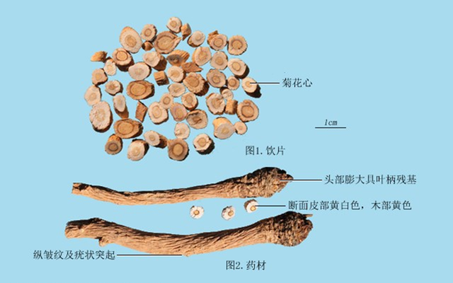 正常人喝板蓝根的功效与作用，板蓝根的功效与作用（如何使用板蓝根，能效果更好）