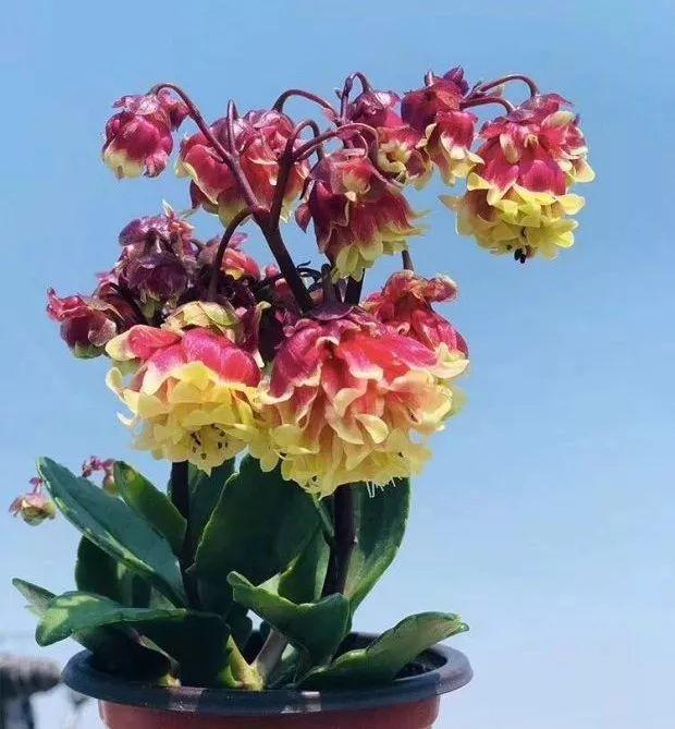 马蹄莲花期有多长，马蹄莲 花期（这花连开10个月）