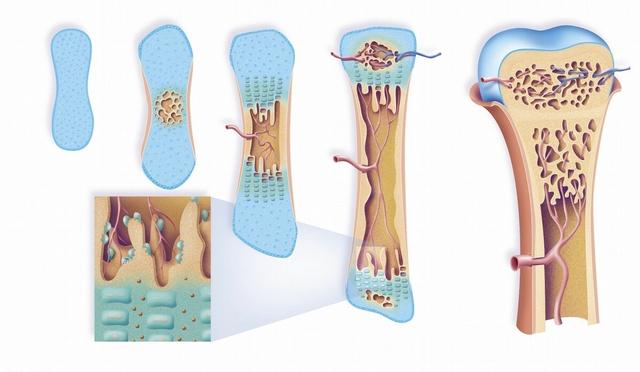 长期喝醋的好处和坏处，喝醋的好处和坏处（还是会导致骨质疏松）