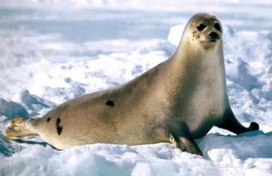 哺乳动物有哪些，世界上哺乳类动物有哪些（哺乳类动物和图片）