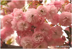 中国樱花有几个品种，中国樱花树品种（这81种樱花）