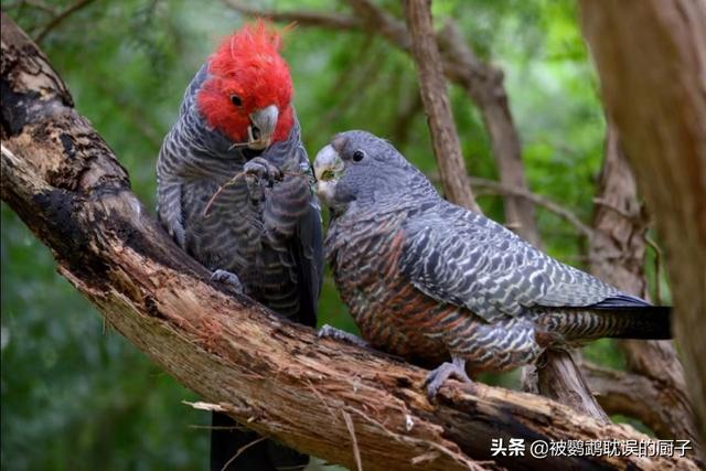 十大名贵鹦鹉，十大名贵鹦鹉鱼（国内最贵的4种鹦鹉,其中最贵的可以卖到35万元一只）