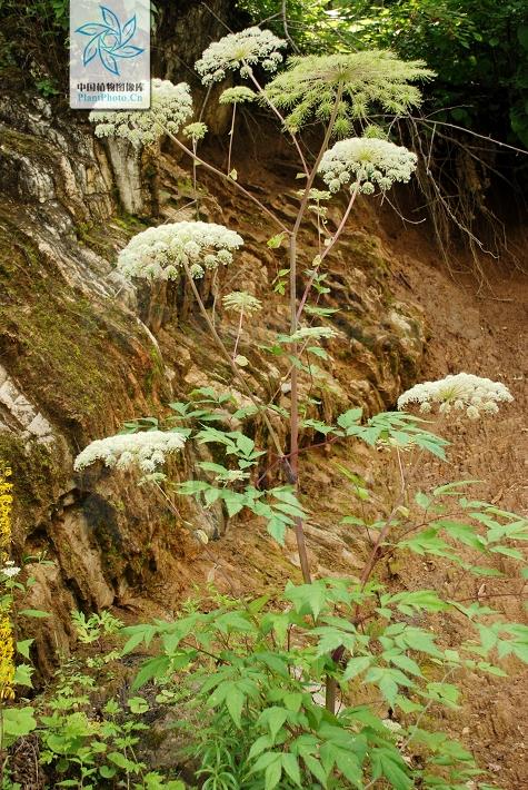 本草图经作者是谁，《本草图经》的作者（芎藭 蘼蕪 藁本）