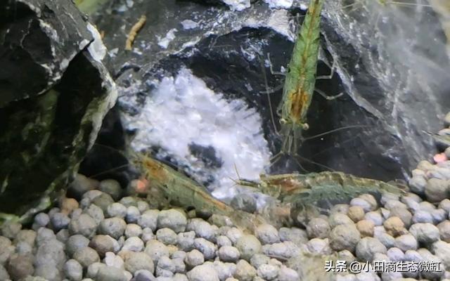 虾的种类有哪些，河里的虾的种类有哪些（适合新手饲养的宠物虾及小型观赏虾详情）