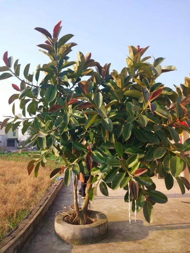 客厅适合养什么花，客厅适合养什么花和植物好风水（堪称“不死花”）