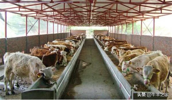 肉牛养殖技术要点有哪些，肉牛养殖必须掌握的五个关键点