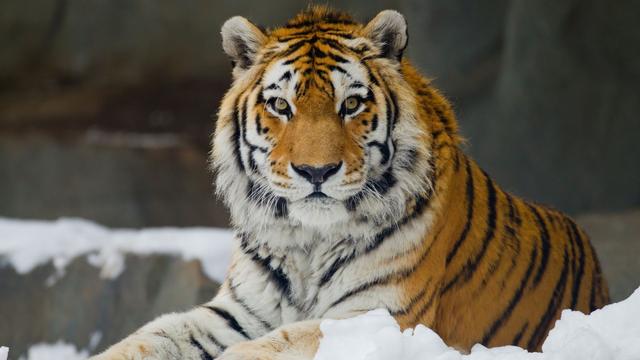 所有的猫科动物排名，盘点地球上最强大的10种猫科动物