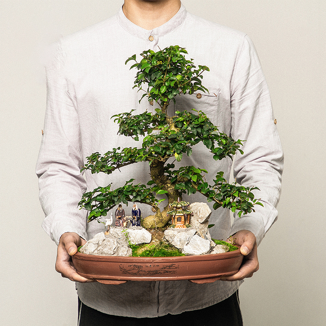 胡椒木(胡椒木盆景,盆越小水越少(胡椒木盆景图片大全欣赏)