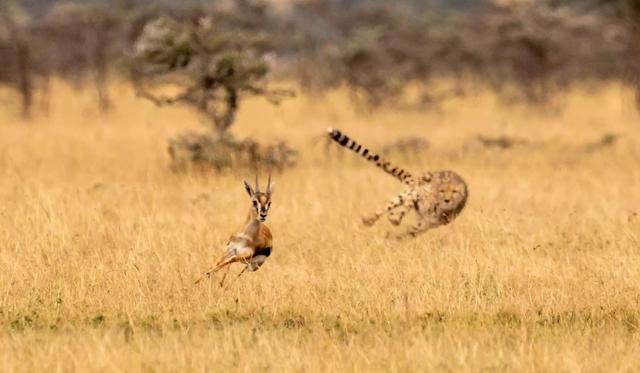 豹子的速度，浅谈猎豹高速追击下的奥秘（豹子的速度是汽车的几倍）