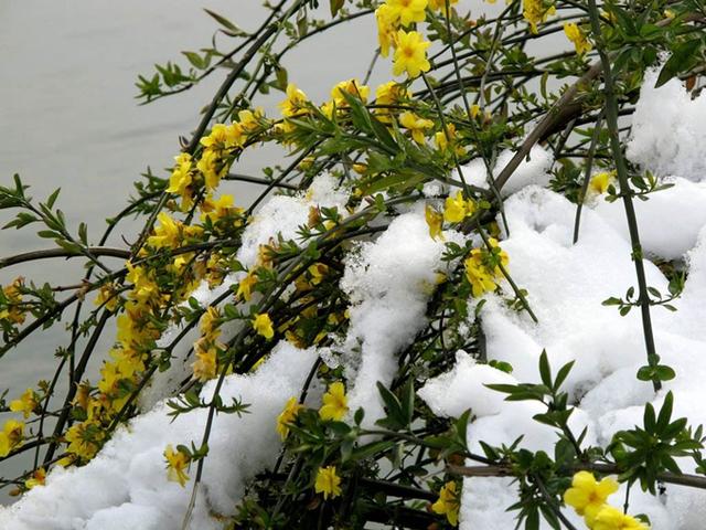 迎春花盆景养殖方法，正月屋里满“金花”