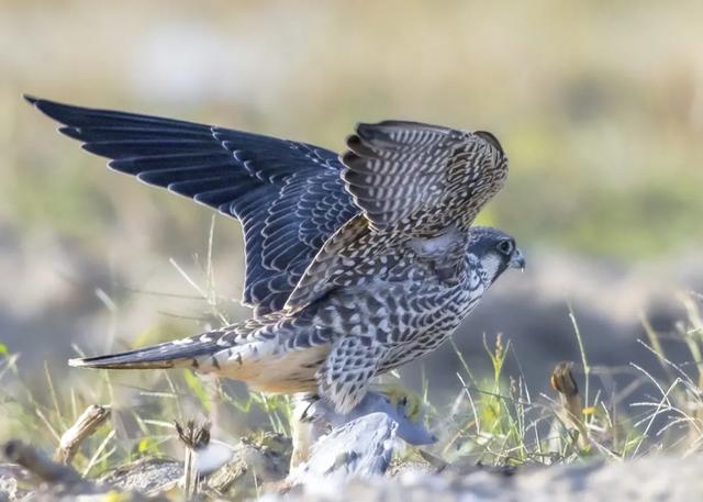 隼是什么鸟，生物演化史上的速度巅峰（隼是什么鸟吃什么食物）