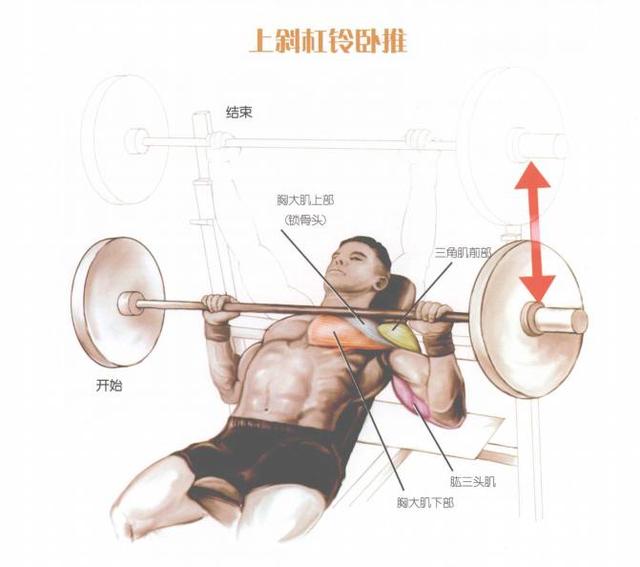 如何练胸肌之上斜哑铃推举，坐姿哑铃上斜推胸（了解上斜卧推平板卧推训练中）