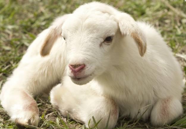 羊吃塑料布会有什么症状，有哪些治疗方法（如果羊出现吃土、啃木头、吃塑料薄膜等症状）