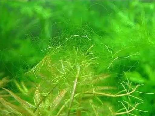 关于藻类（化石介绍，藻类化石值钱吗（19种常见藻类照片和解决方法）