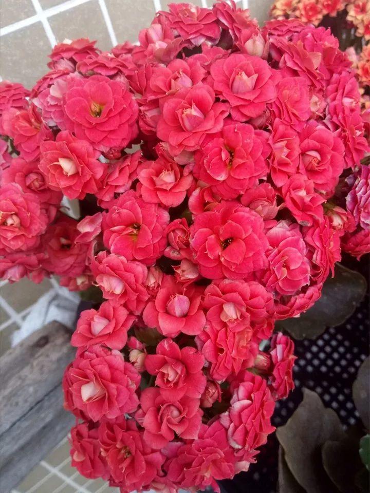 80个长寿花品种(全都美极了,只养1盆真的不够) - 彝家农业网