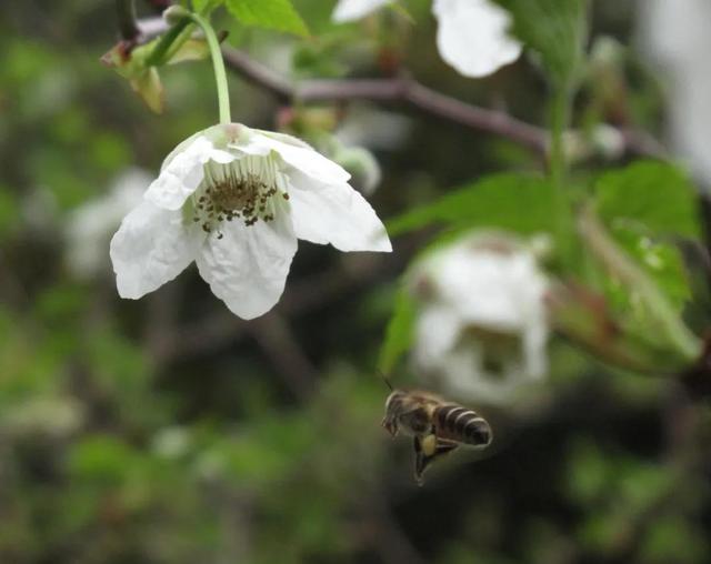 先有花朵还是先有采花的蜜蜂，蜜蜂是采蜜还是采花（采蜜昆虫和蜜源花卉是一对绝配）