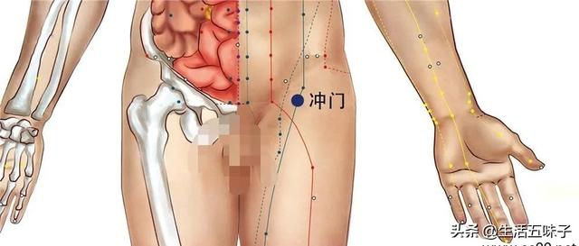冲门的准确位置及作用，冲门的准确位置及作用图（脾经上重要穴位—舍府穴、冲门穴、箕门）