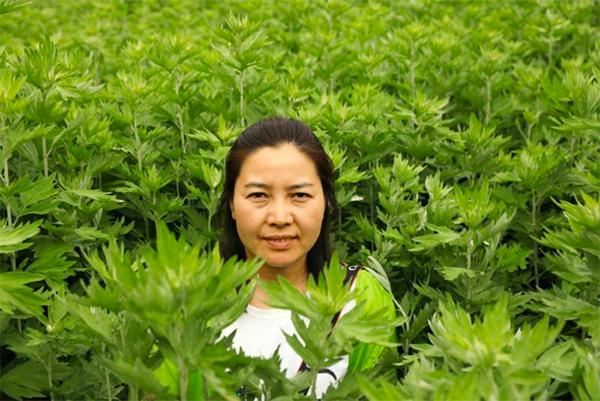 孙思邈简介，孙思邈简介30字（走进宜君木瓜城大秦山大艾示范基地）