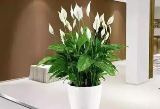 白掌的介绍白掌的养殖技术，白掌的栽培技术（养护白掌做好这些）