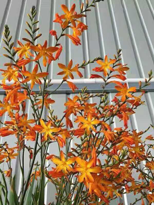 火焰兰，有多少人认识《火焰兰》属国家一级保护植物（火焰兰的花语及象征意义）