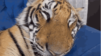 梦见杀了猫是什么意思，梦见杀了猫是什么意思啊（会梦到铲屎官吗）