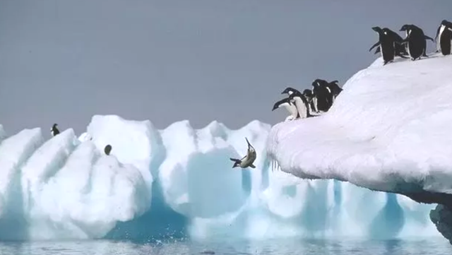 企鹅只生活在南极吗，企鹅只生活在南极吗（当年放养北极的69只企鹅）