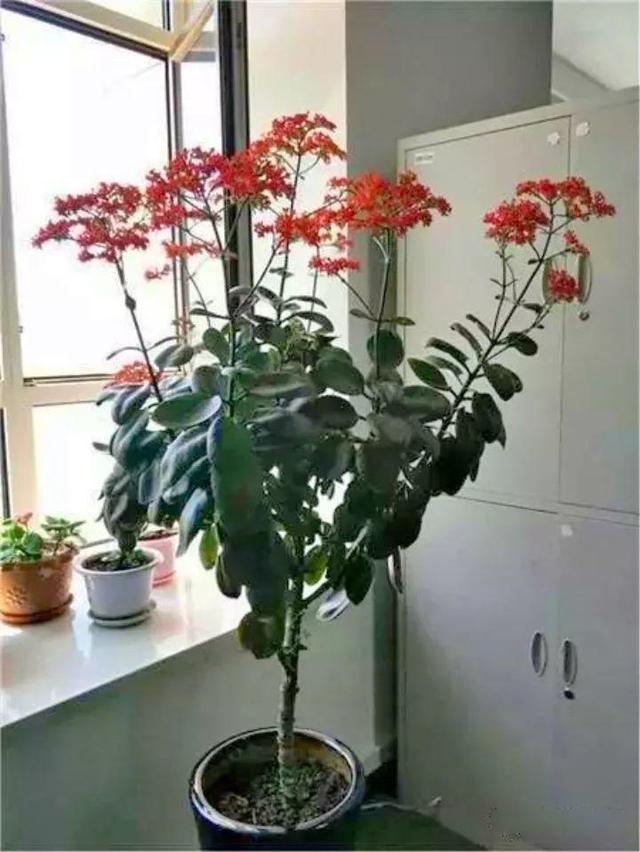 最漂亮的棒棒糖图片，如何画出漂亮的棒棒糖（长寿花半年养成“长寿树”）