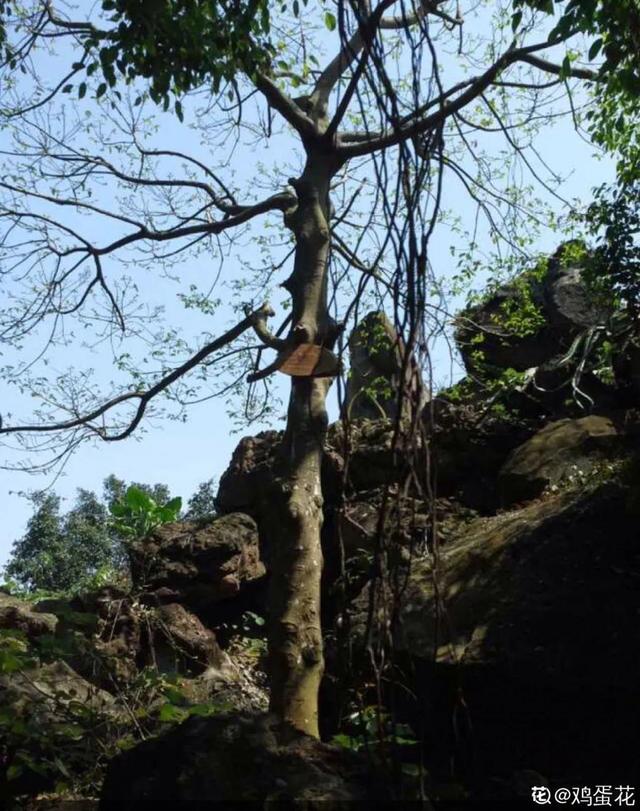 什么花是有毒的，什么花是有毒的图片（20种有毒花）