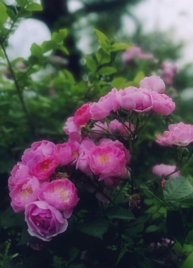 薔薇花花語是什麼,薔薇的花語是啥(花團錦簇說薔薇)