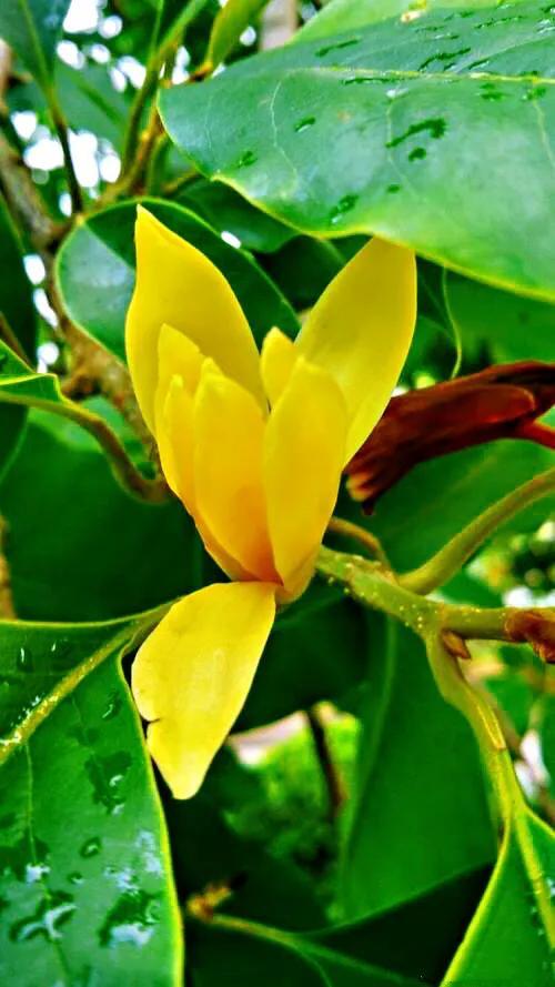 黄兰  黄兰图片,黄桷兰黄叶的原因和处理办法(黄葛兰树图片)