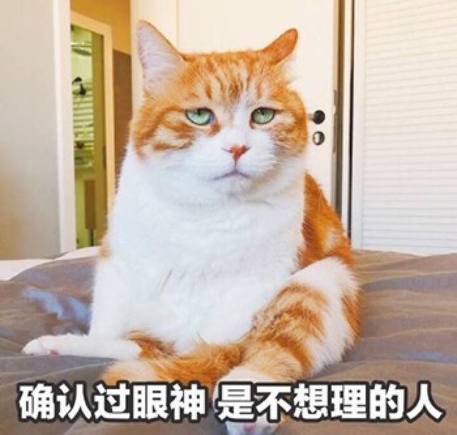 陌生猫跑家里预示什么,猫主动跑家里有什么征兆(希望你家猫一个不占)