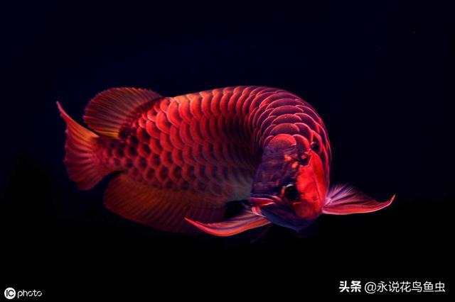 红龙鱼价格红龙鱼标价268万元48万元32万元8万元的有啥区别