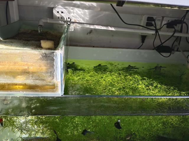 孔雀鱼烂尾原因与治疗，孔雀鱼烂尾怎么办（还是使用最简单的过滤）