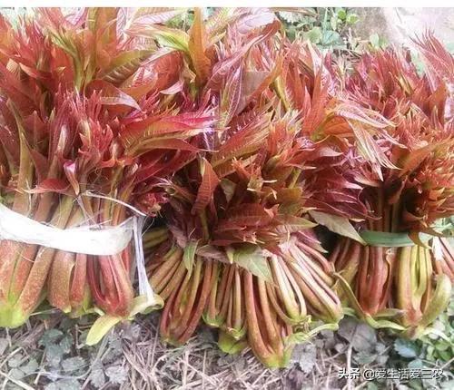 种植什么赚钱(投资1000元养殖)