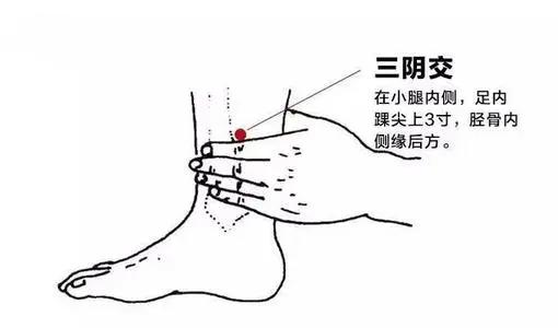 三阴焦位置图和作用，三阴交穴位位置图和作用（三伏天灸养生法常用穴位之三阴交穴）