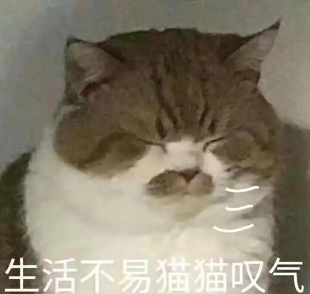 表情包很火的那只猫，最近很火的猫猫表情包（小猫咪可爱表情包）