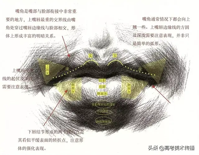 眉毛的结构图，眉毛的基本结构（五官及头、颈、肩关系解析）