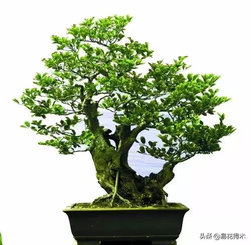 金缕梅，国家一级濒危珍稀植物（金缕梅对皮肤的作用）