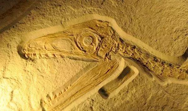 遗迹化石是指什么，属于遗迹化石的是什么（何谓化石？有什么价值）