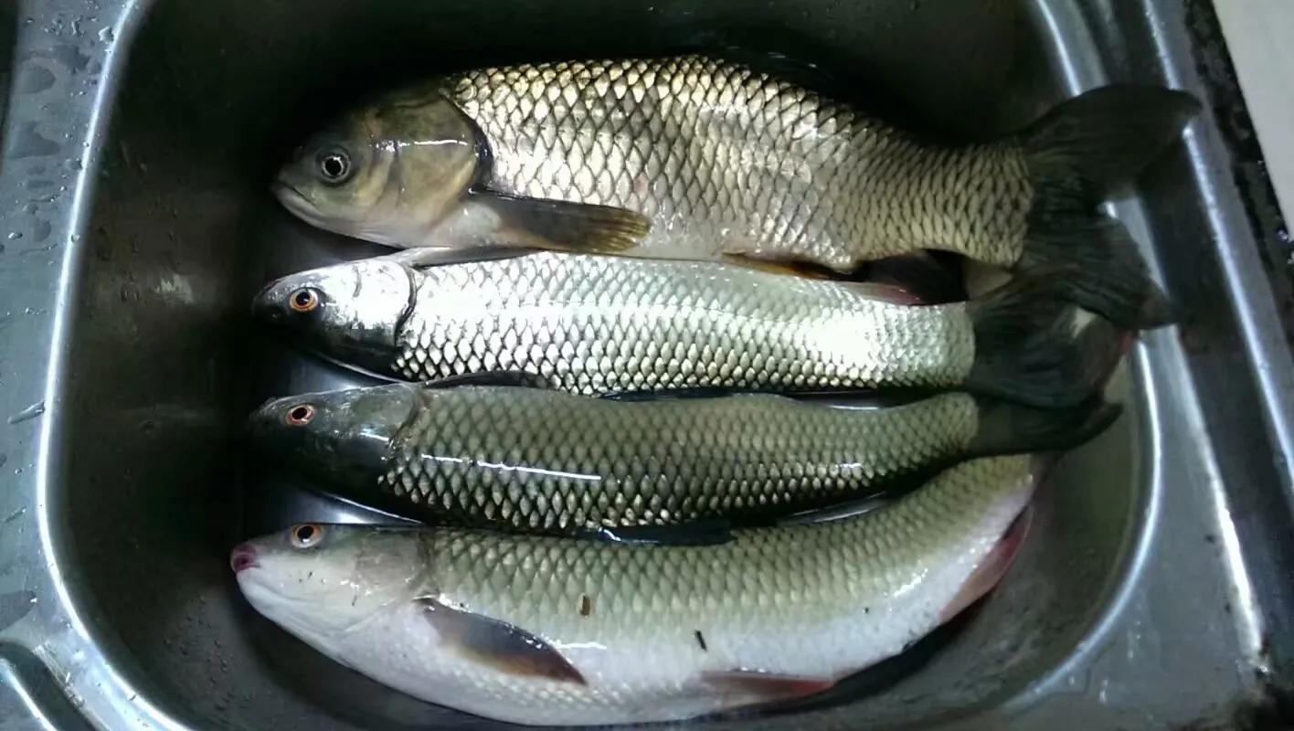 鲤形目鲤科鲃亚科印度四大养殖鱼类之一,原产地:印度和孟加拉