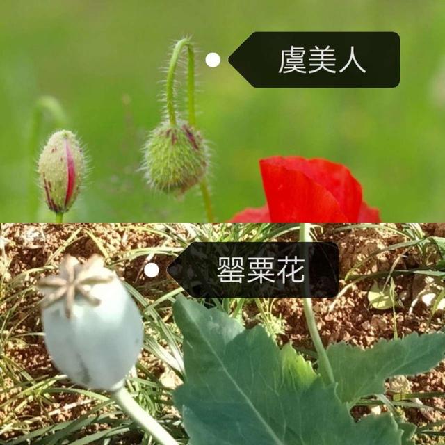推荐罂粟不可种，紫堇的种植（千万不能私自种）