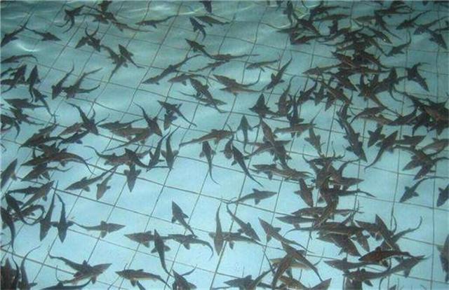 鲟龙鱼养殖条件，鲟鱼怎么养（鲟鱼养殖条件）