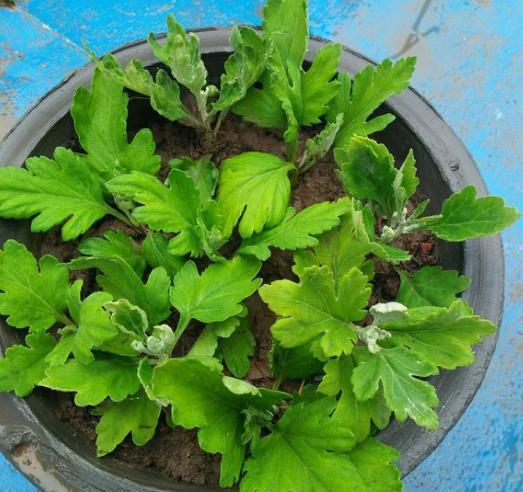 菊花扦插方法，菊花扦插方法图解（用上“万能扦插法”）