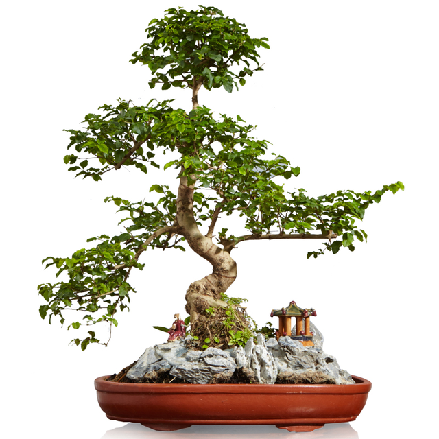 胡椒木(胡椒木盆景,盆越小水越少(胡椒木盆景图片大全欣赏)