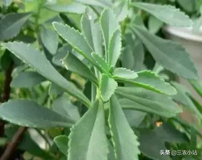 碱蓬菜的功效与作用，碱蓬的功效与作用（山野菜大全）