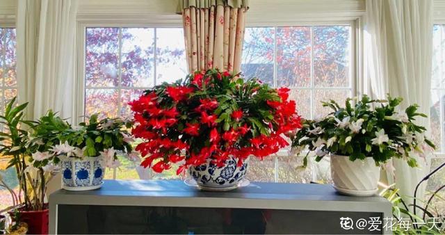 各种花的开放时间，各种花的开放时间是什么（2021赏花日历）