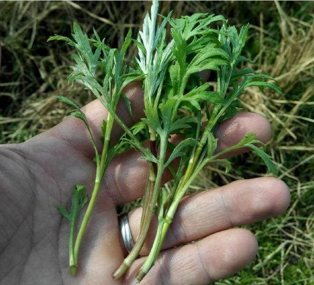 藜蒿叶子为什么不能吃，黎篙叶子可以吃吗（钙含量是牛奶的7倍）